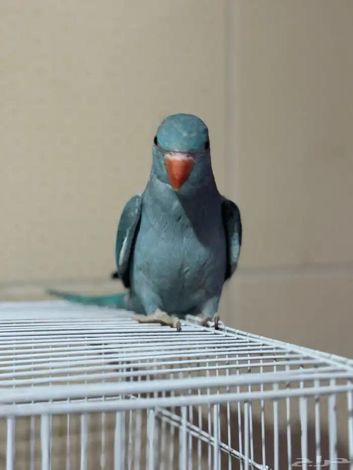 درة ازرق اليف 2