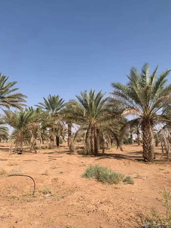 نخل للبيع الطول من مترين الا ثلاثه يصلح زينه لا يصلح للاكل 0