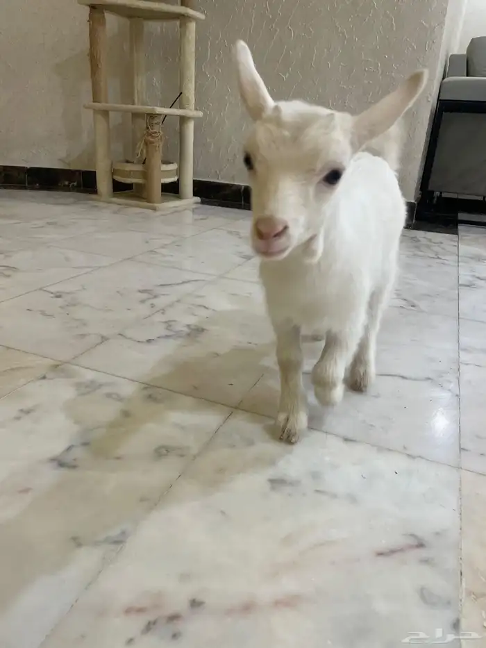 ماعز قزمي بيور 1