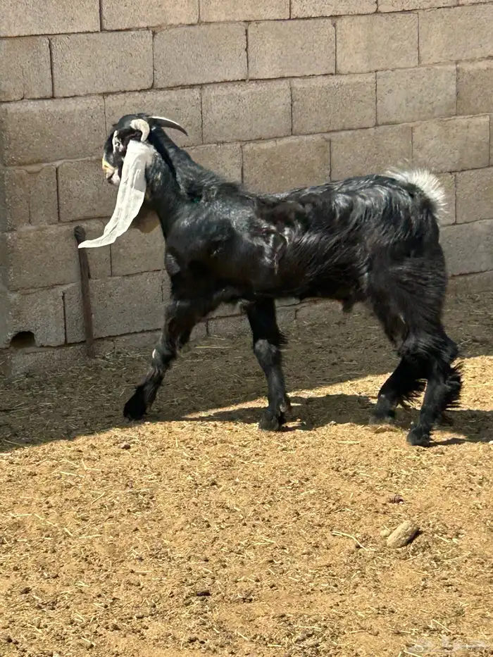 مشروع فحل طيب 0