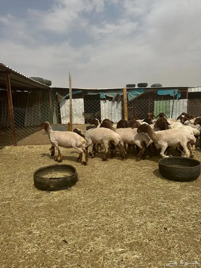 جذعات أنعيم. طيبه اللبييع 9