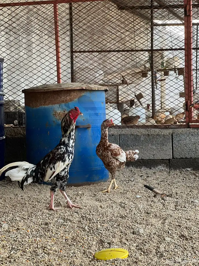 دجاج 3