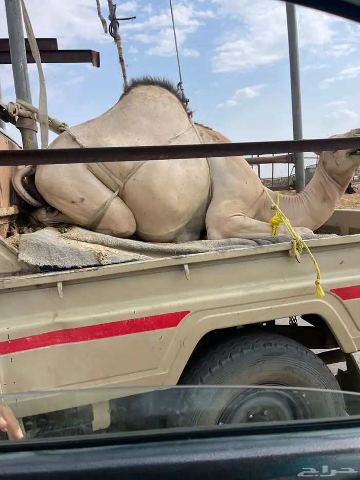 للبيع القعدان الكفو للمبادي وزواجات 8