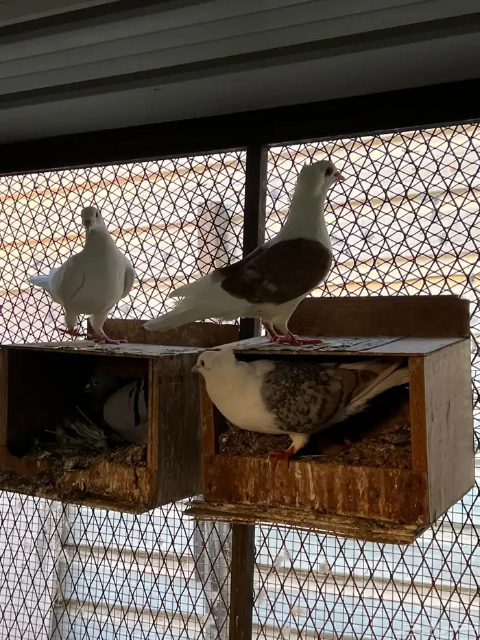 حمام زواجل مشكلة 9