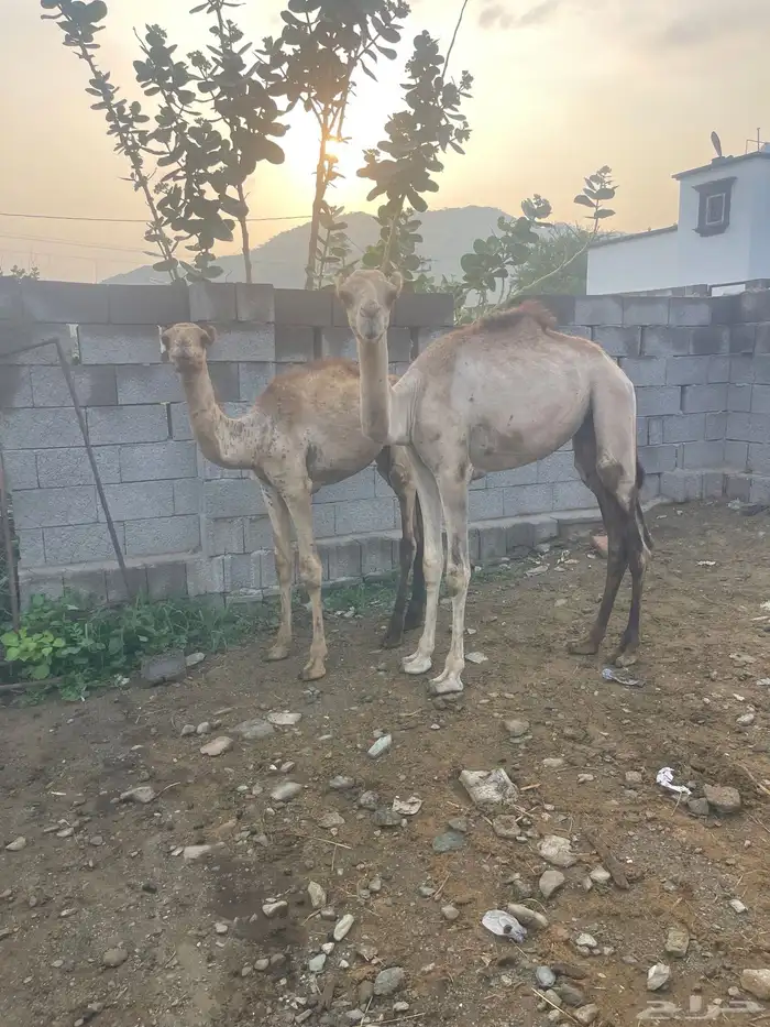 قعدان للبيع 2