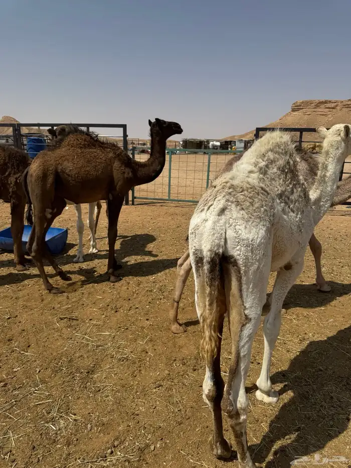 حشو للبيع كلها قعدان 7