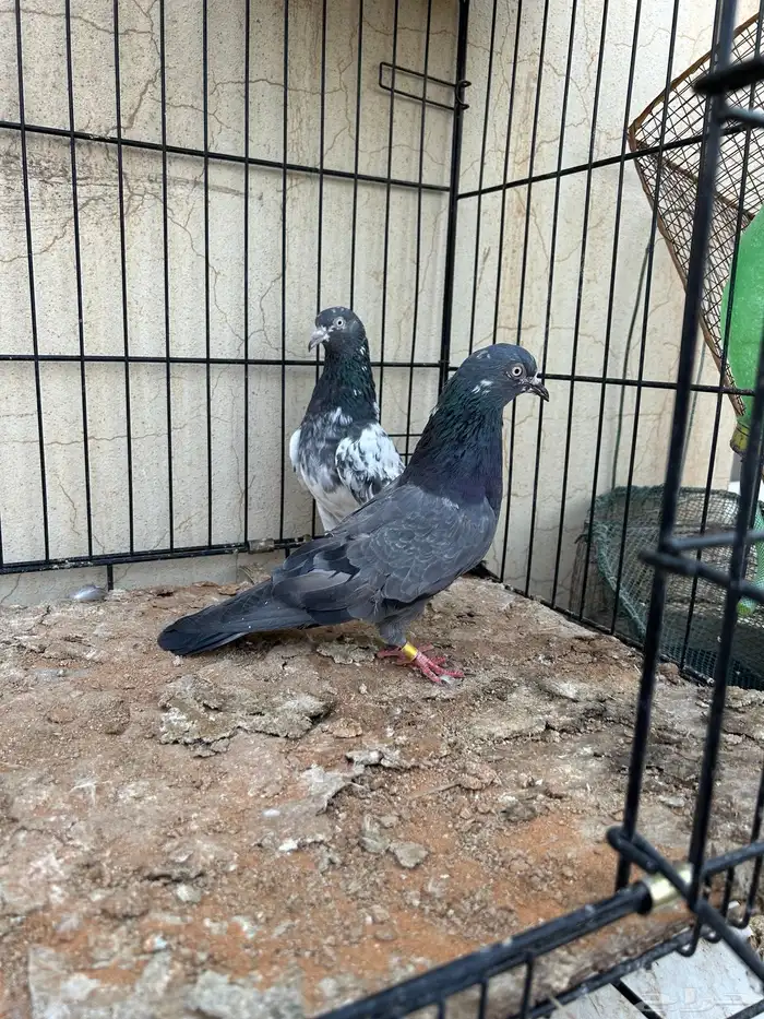 حمام باكستاني تم البيع 4