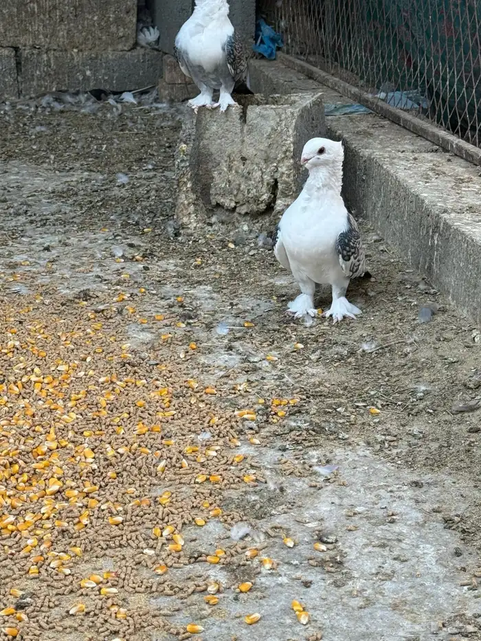 للبيع حمام حب رمان 1