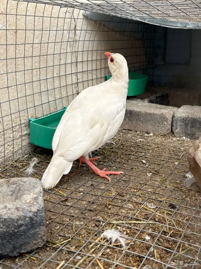 حجل روسي أبيض 2