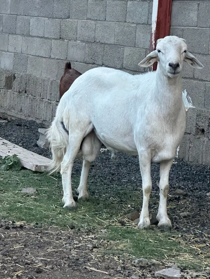خروف فحل 1