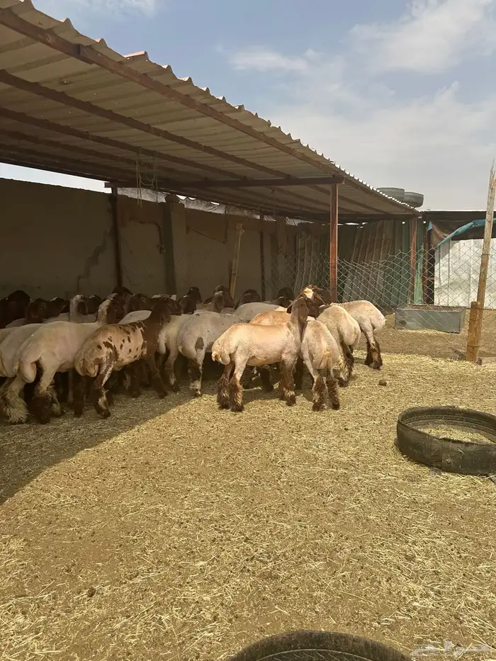 جذعات أنعيم. طيبه اللبييع 6