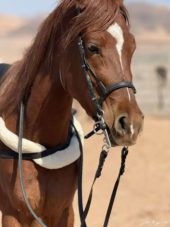 فرس شعبيه شيخهه 0