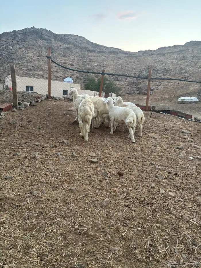 طليان للبيع انتاج المراح 1