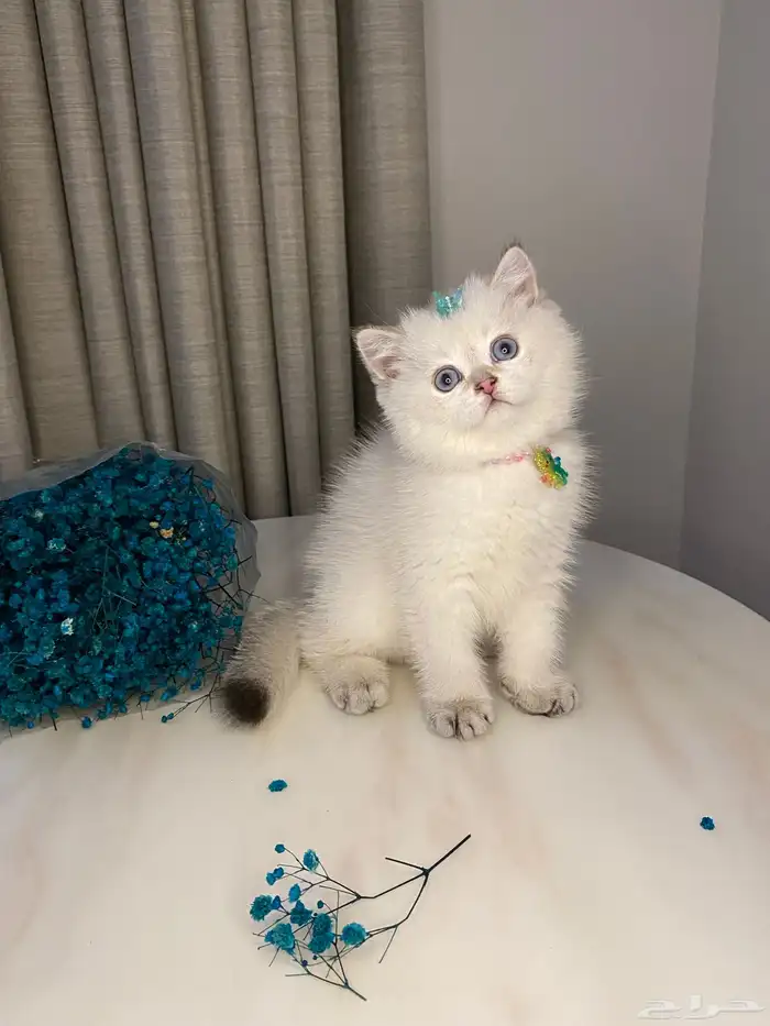 قطط للبيع سكوتش 11