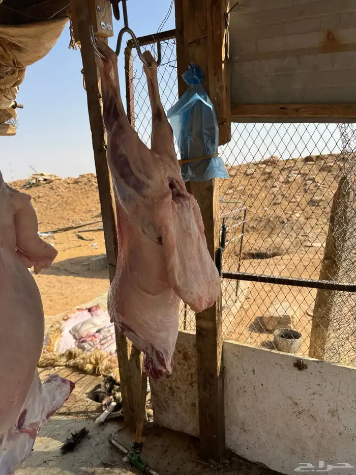 ذبايح رفيدي فل شحم مرابي شرط ووزن 2