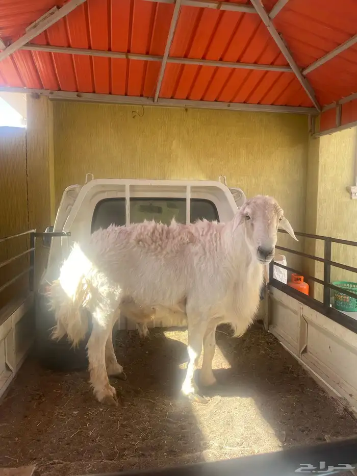 خاروف فحل شرط 0