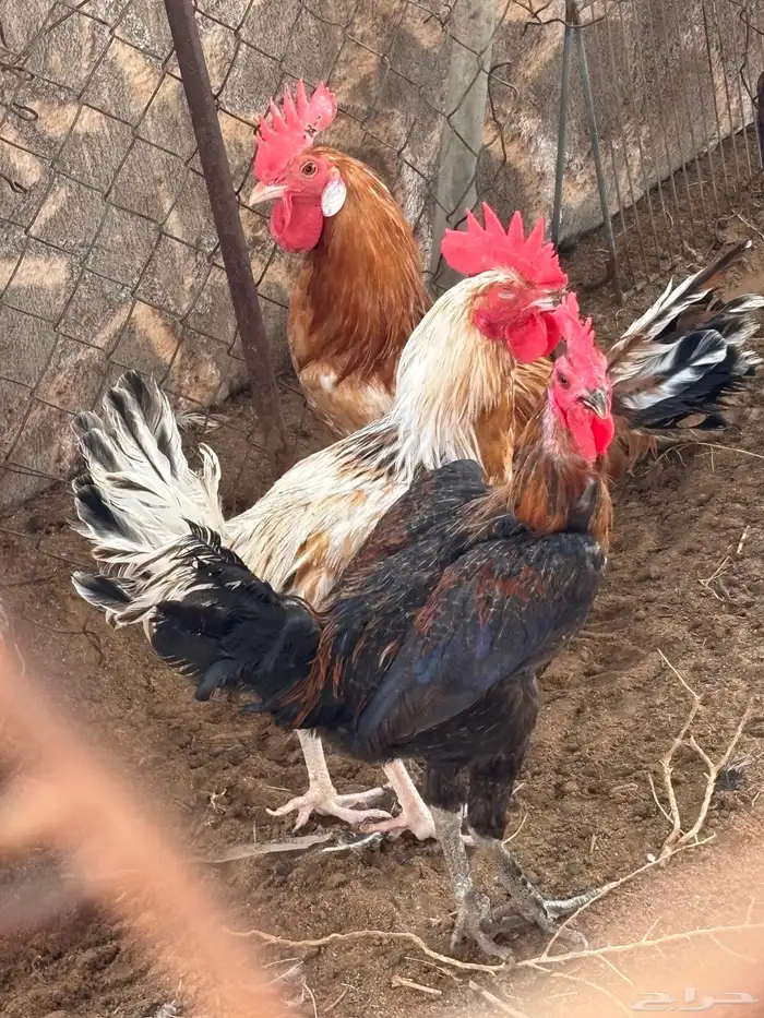 ديكهالعدد4 0