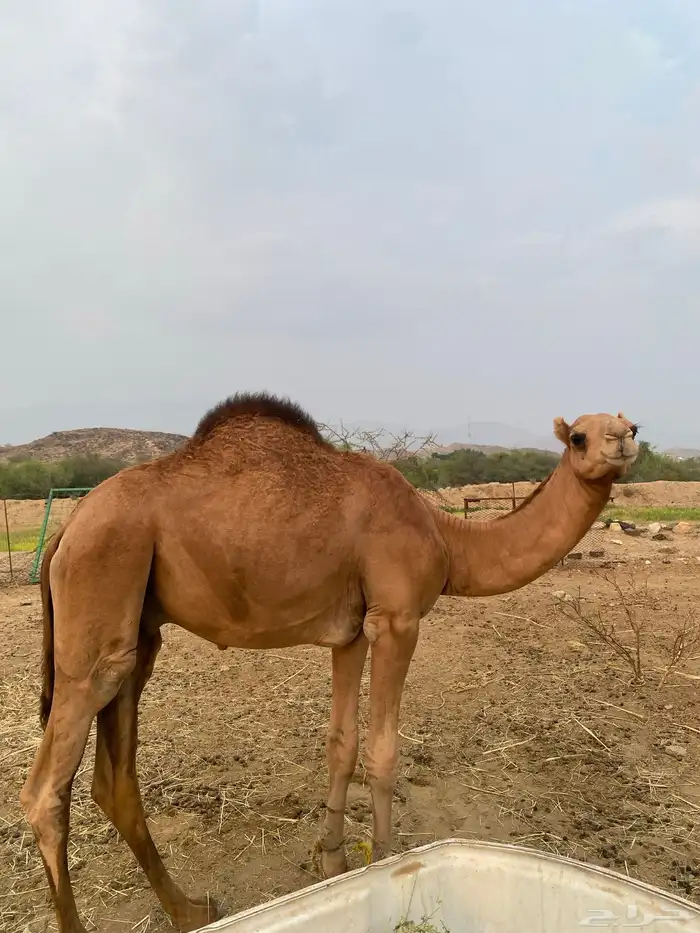 قعود مفرود مقفل شحم 1