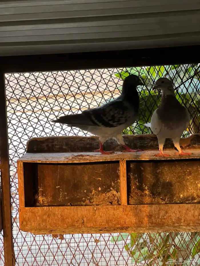 حمام زواجل مشكلة 10