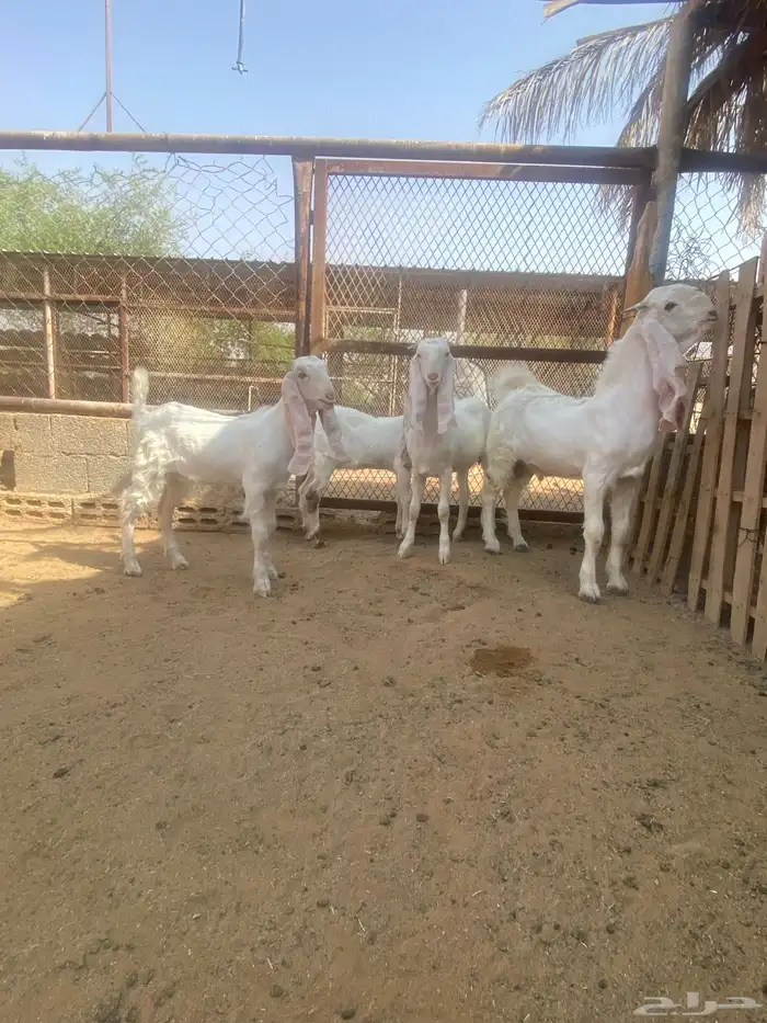 تيس وجفار 3