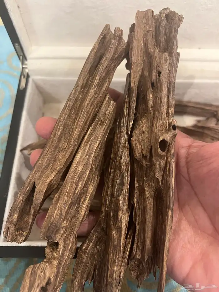 عود هندي نجلاند طبيعي 0