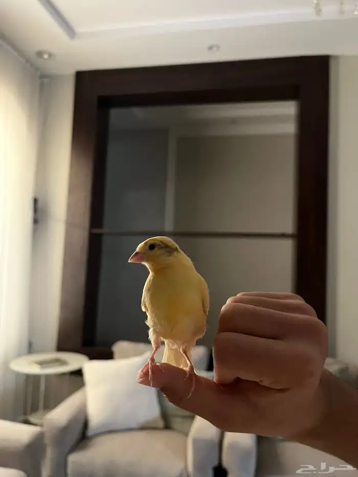 فروخ كناري ليموني 2 0