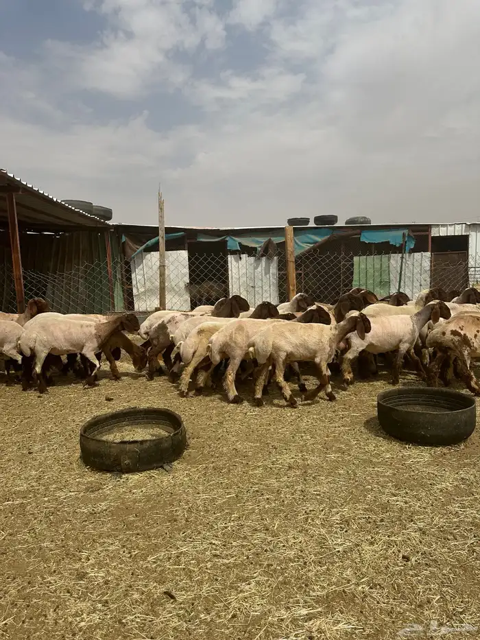 جذعات أنعيم. طيبه اللبييع 7