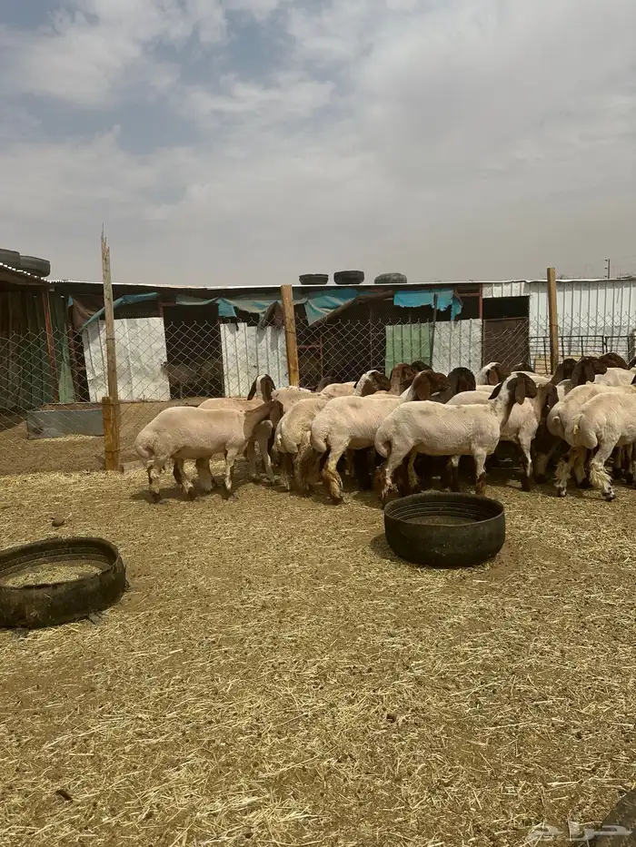 جذعات أنعيم. طيبه اللبييع 8