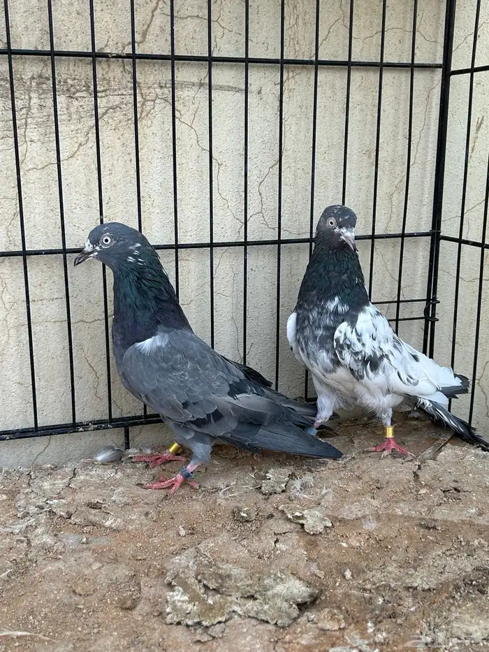 حمام باكستاني تم البيع 5