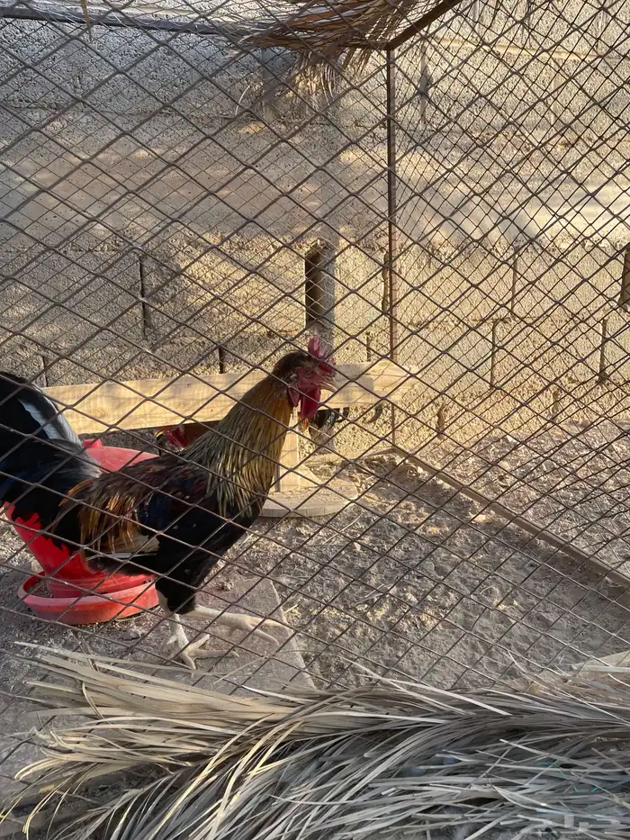 خمس ديكة عربية فرق مستوى طيب 0