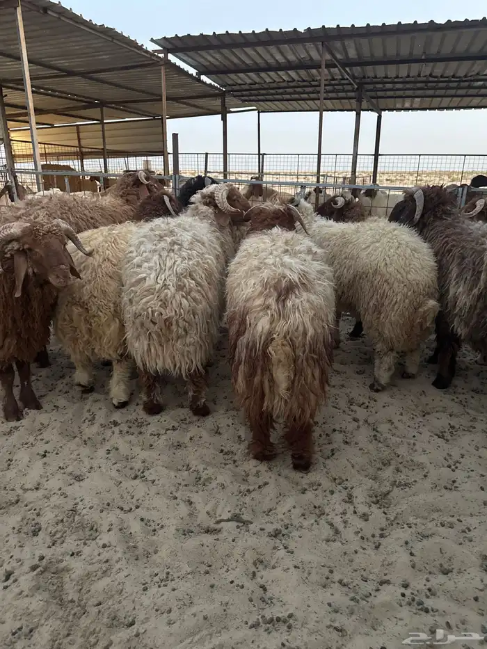 ذبايح بريه طيبه 2