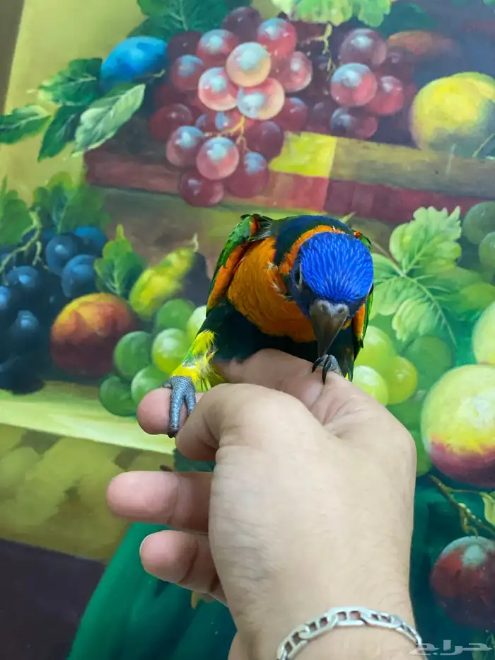 تم البيع فرخ لوري 0