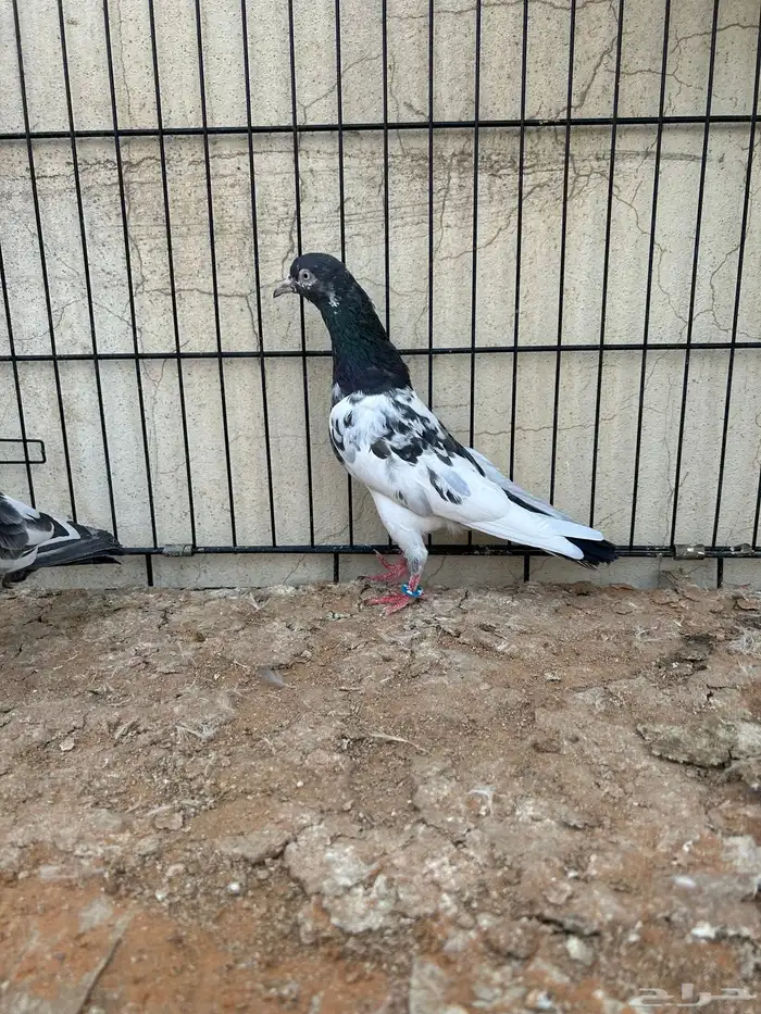 حمام باكستاني تم البيع 0