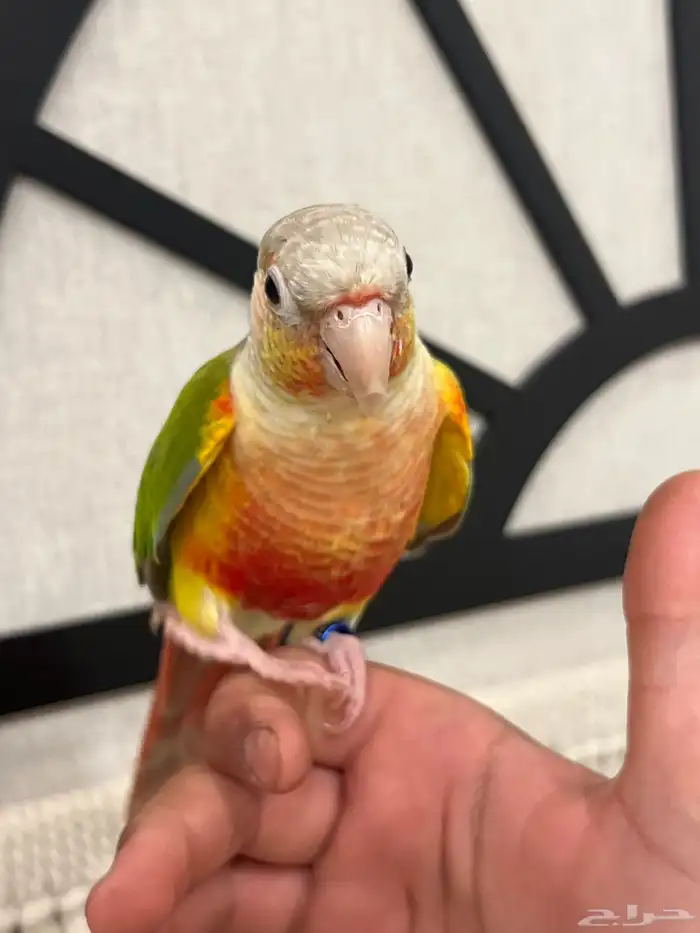 كنيور اناناس رد فاكتور هدد نشبه متكلم بطلاقة جريئ 1