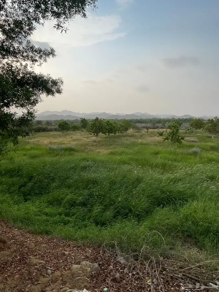 ابغى شيول اجار ثلاث ساعات او ساعتين الاحسبه 1