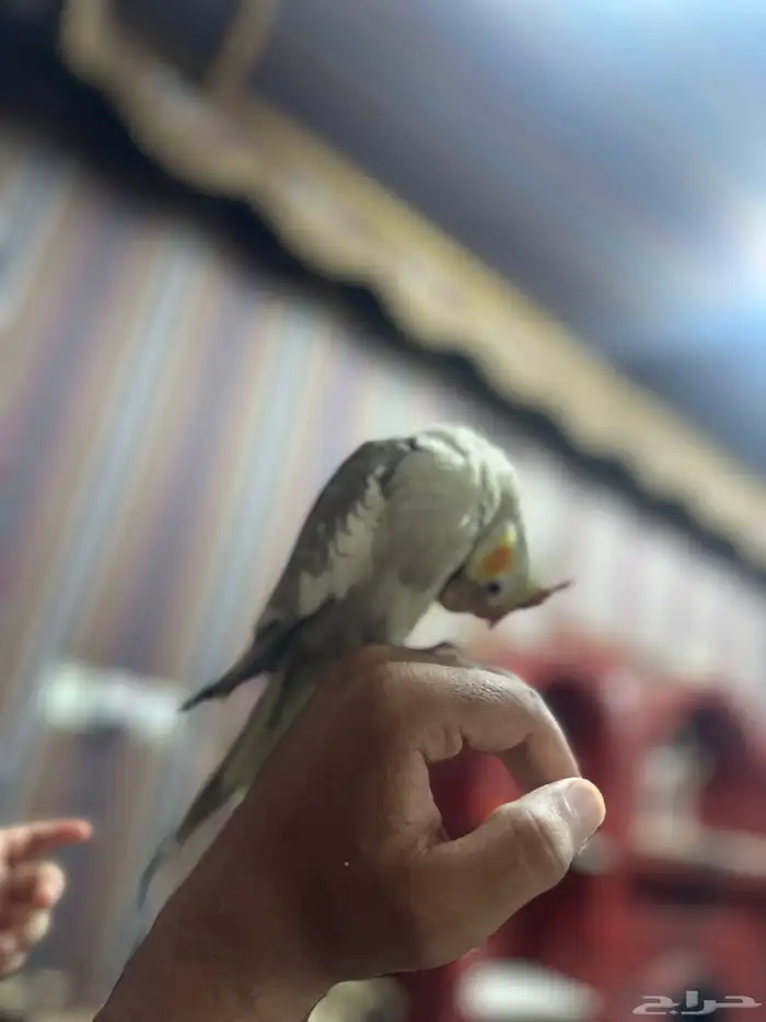 طير كروان اليف لعوب حمامه وهدد ماشاء الله 5