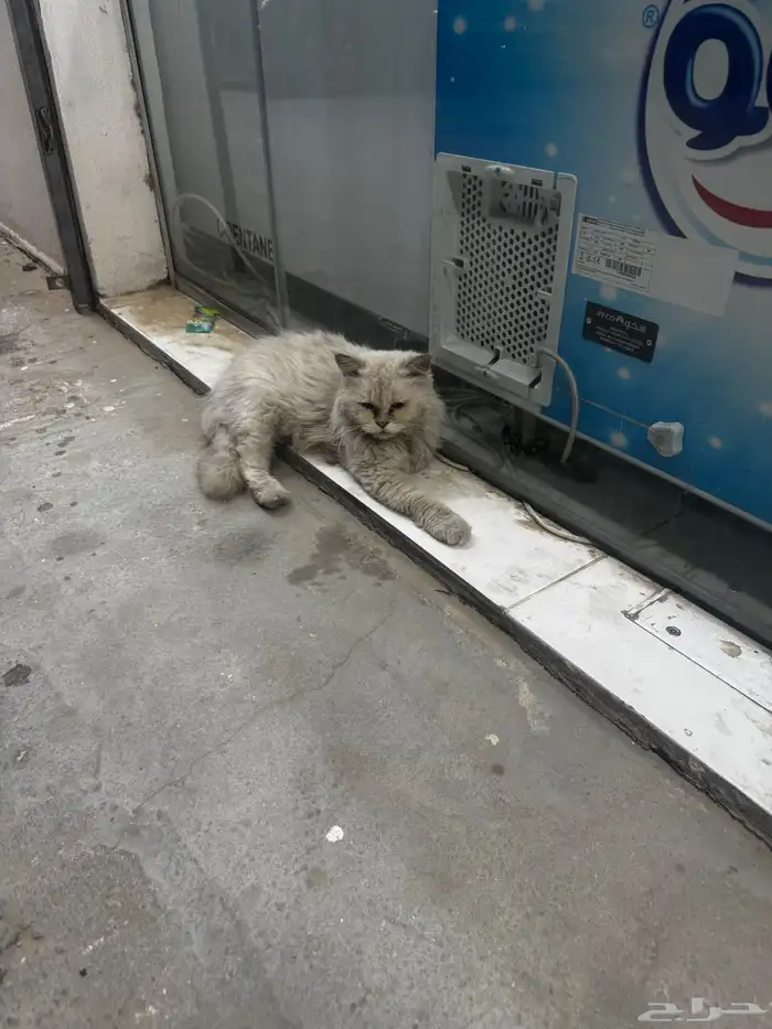 قط مرمي امام هزاز العيون بقالة الطوافين 1