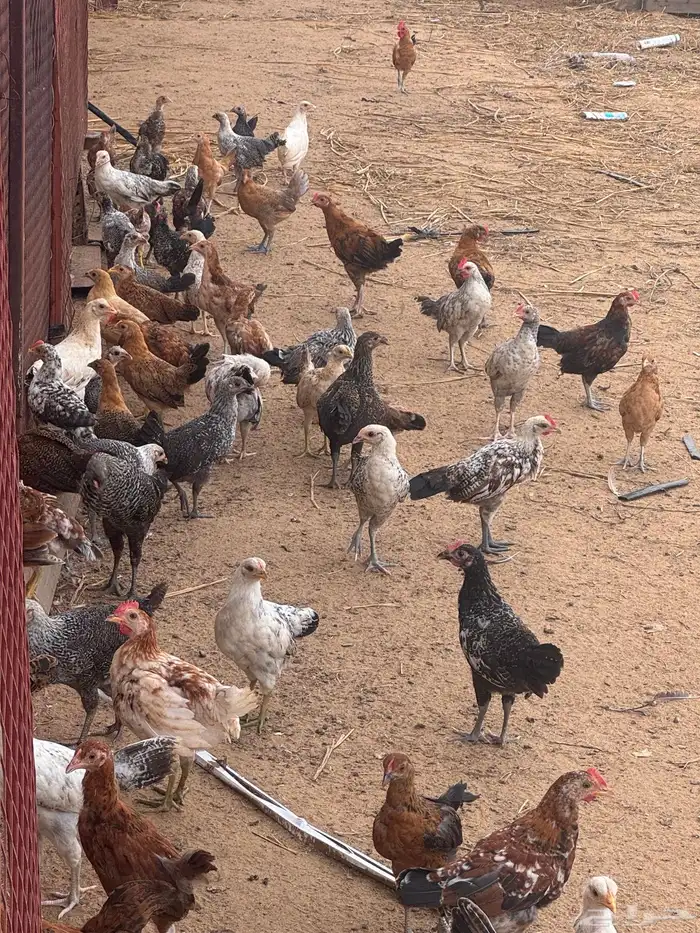 صوص دجاج بلدي 1