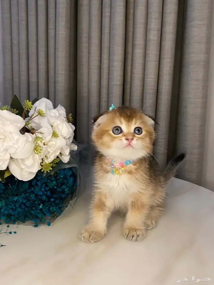 قطط للبيع سكوتش 7