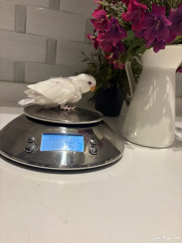 فروخ روز البينو 2