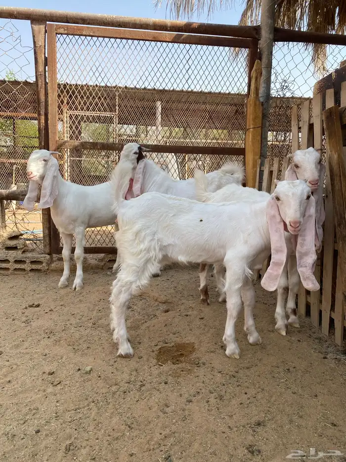 تيس وجفار 1