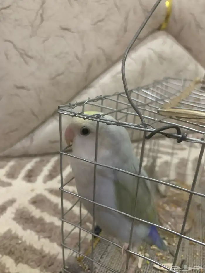 بريده 1