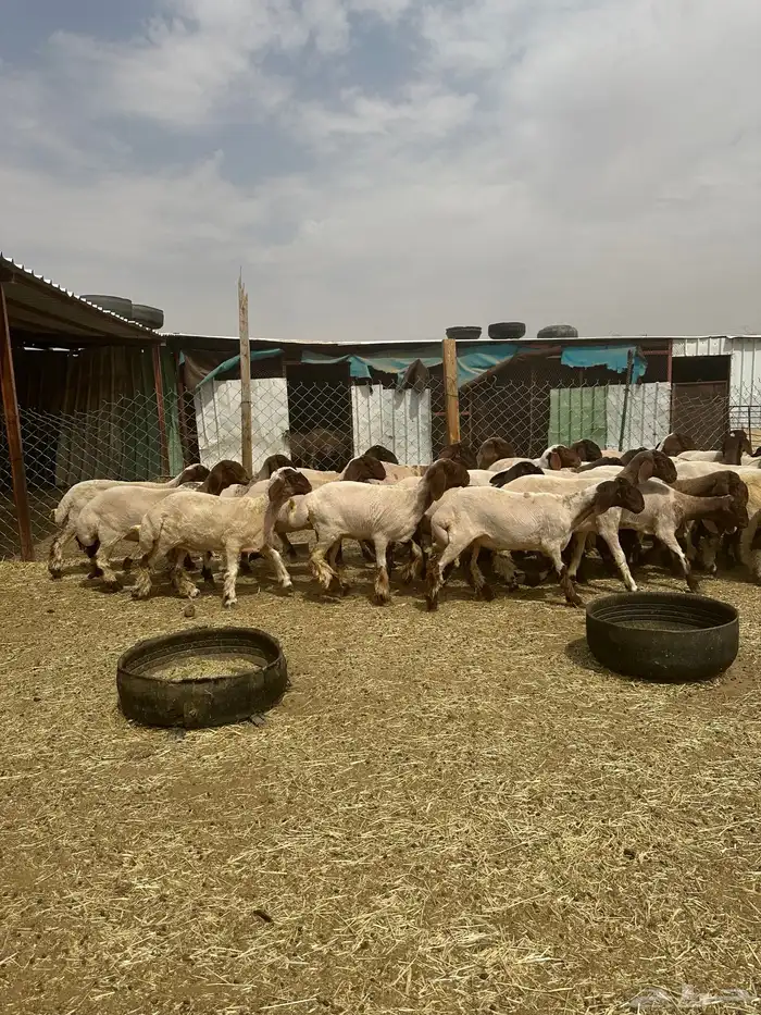 جذعات أنعيم. طيبه اللبييع 3