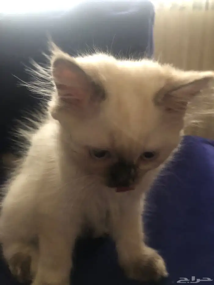 قطوة هملايا 8