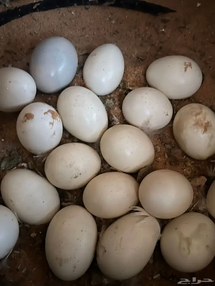 بط بكيني بياض عمره صغير 4