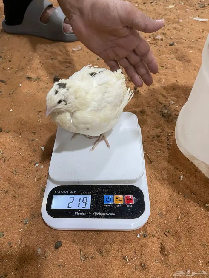 سمان تكساس بشاير  تم البيع 6
