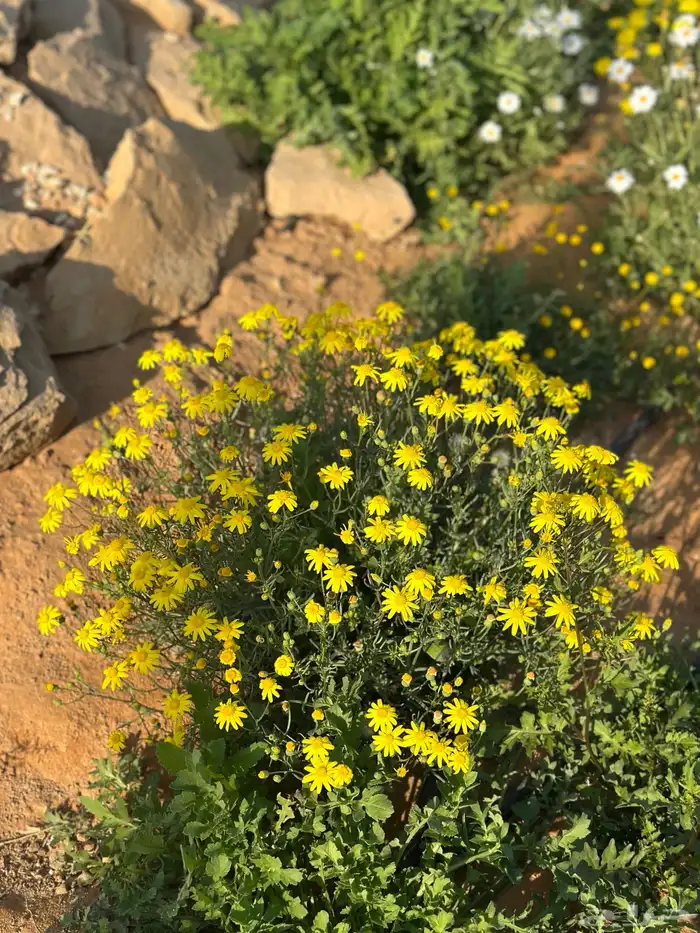 بذور خزامى ديدحان قحويان حوذان 1