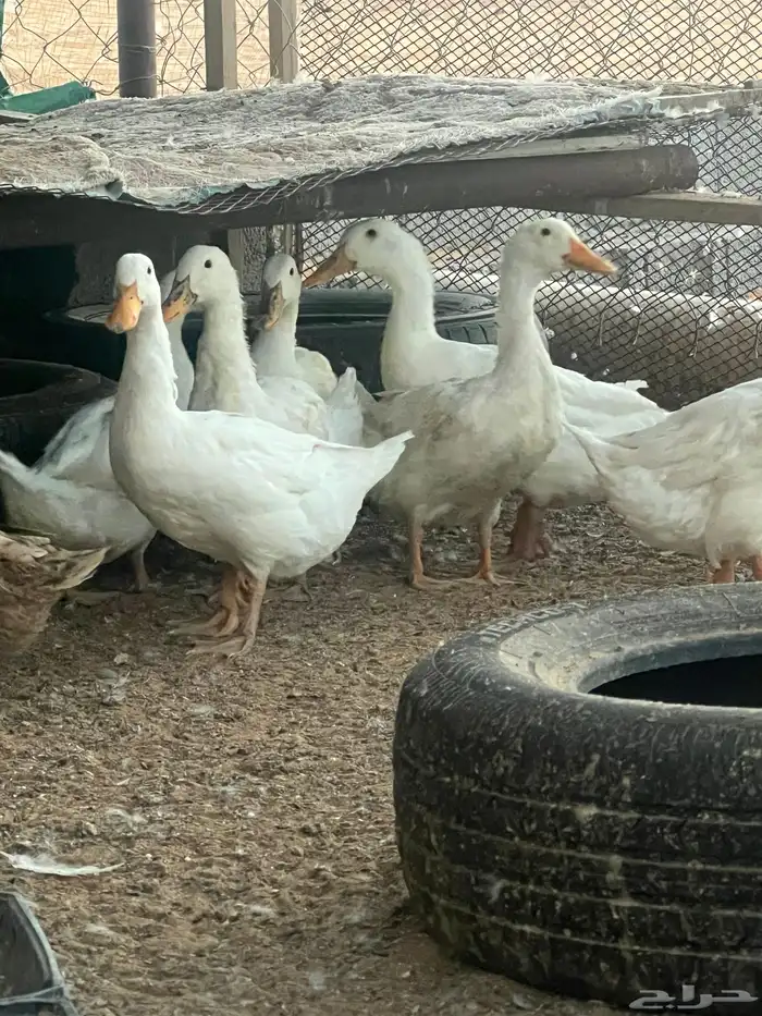 بط بكيني بياض عمره صغير 0