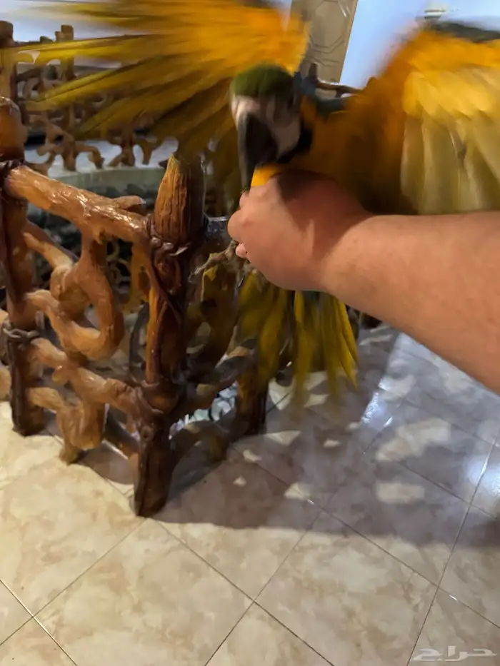 ببغاء مكاو بلو اند قول 2