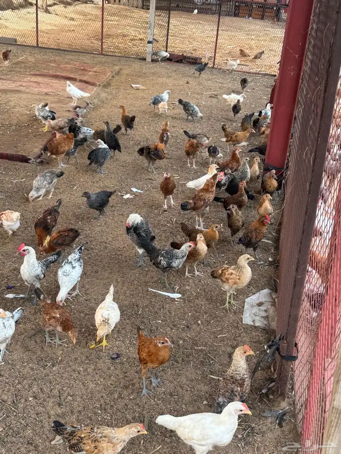 صوص دجاج بلدي 0